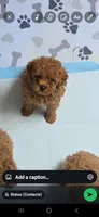 Oso, a male Poodle - Toy  for sale in Miami, FL – 1 of 3