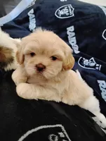 Shih tzu, a male Shih Tzu for sale in Madera, CA – 3 of 3