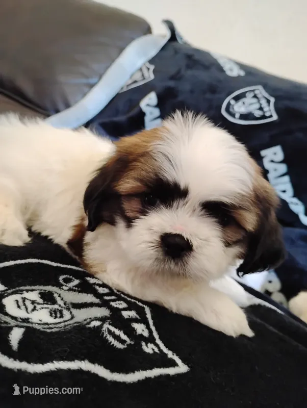 Shih tzu – Shih Tzu puppy for sale in Madera, CA