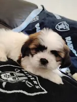 Shih tzu, a male Shih Tzu for sale in Madera, CA – 1 of 3