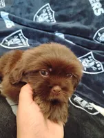 Shih tzu, a male Shih Tzu for sale in Madera, CA – 2 of 3