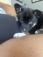 Juice , a male German Shepherd Dog and Siberian Husky for sale in Hazel Crest, IL – 2 of 3