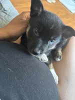 Juice , a male German Shepherd Dog and Siberian Husky for sale in Hazel Crest, IL – 3 of 3