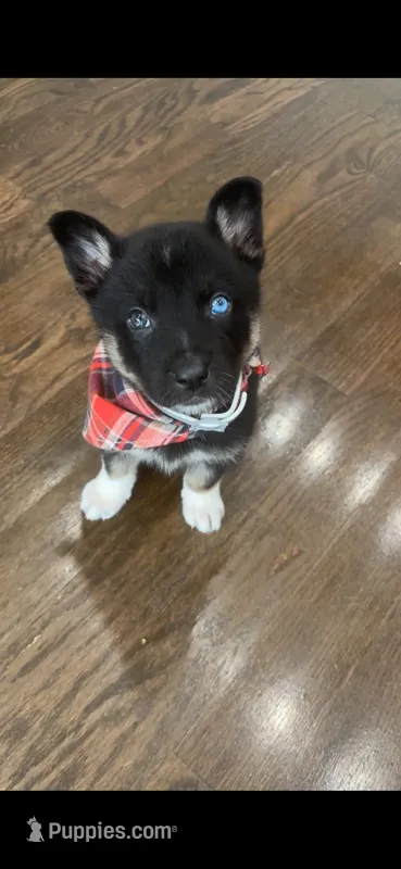 Juice  – German Shepherd Dog, Siberian Husky puppy for sale in Hazel Crest, IL