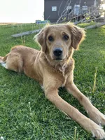 Hailey, a female Golden Retriever for sale in German Valley, IL – 2 of 2