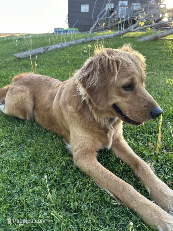 Hailey – Golden Retriever puppy for sale in German Valley, IL