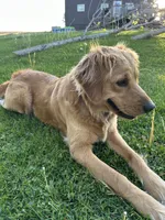 Hailey, a female Golden Retriever for sale in German Valley, IL – 1 of 2