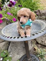 Green Collar, a male Poodle - Miniature  for sale in Colbert, WA – 4 of 5