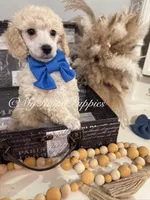 Teddy - Blue Collar , a male Poodle - Miniature  for sale in Colbert, WA – 3 of 10