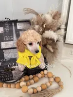 Remi - Yellow Collar , a male Poodle - Miniature  for sale in Colbert, WA – 5 of 10