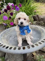 Blue Collar , a male Poodle - Miniature  for sale in Colbert, WA – 4 of 5