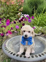 Blue Collar , a male Poodle - Miniature  for sale in Colbert, WA – 2 of 5