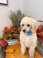 Teddy - Blue Collar , a male Poodle - Miniature  for sale in Colbert, WA – 2 of 7