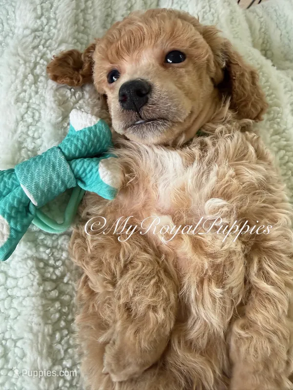 Green Collar – Poodle - Miniature  puppy for sale in Colbert, WA