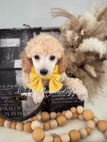 Remi - Yellow Collar , a male Poodle - Miniature  for sale in Colbert, WA – 2 of 10