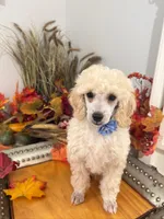 Teddy - Blue Collar , a male Poodle - Miniature  for sale in Colbert, WA – 5 of 7