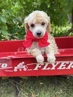  Red Collar , a male Poodle - Miniature  for sale in Colbert, WA – 2 of 4