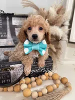 Milo - Green Collar, a male Poodle - Miniature  for sale in Colbert, WA – 2 of 10