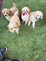 Milo - Green Collar, a male Poodle - Miniature  for sale in Colbert, WA – 3 of 7
