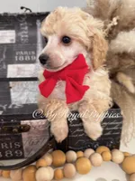  Henry- Red Collar , a male Poodle - Miniature  for sale in Colbert, WA – 4 of 9