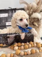 Teddy - Blue Collar , a male Poodle - Miniature  for sale in Colbert, WA – 2 of 10