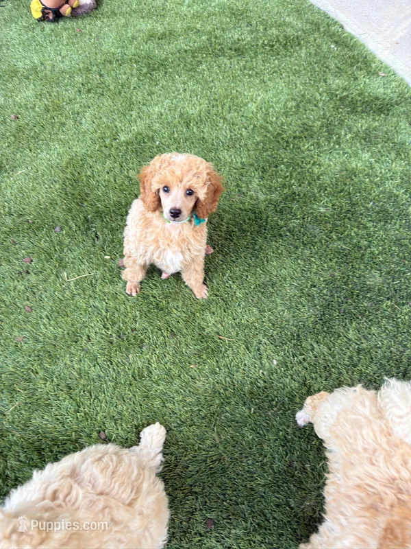 Milo - Green Collar – Poodle - Miniature  puppy for sale in Colbert, WA