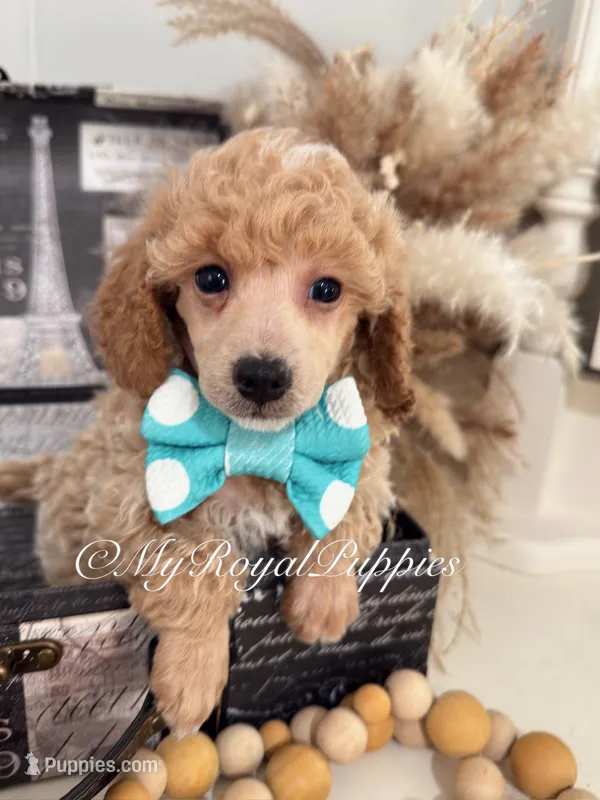 Milo - Green Collar – Poodle - Miniature  puppy for sale in Colbert, WA