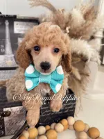 Milo - Green Collar, a male Poodle - Miniature  for sale in Colbert, WA – 1 of 10