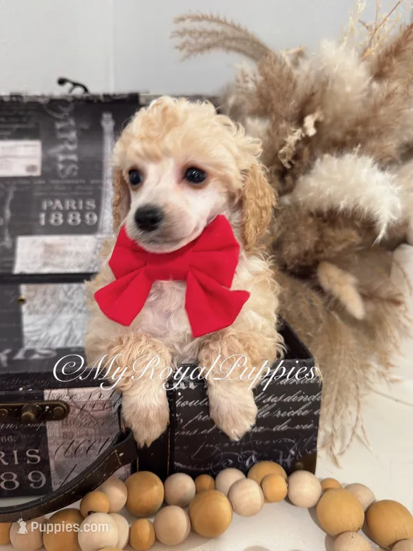  Henry- Red Collar  – Poodle - Miniature  puppy for sale in Colbert, WA