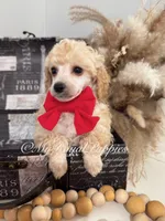  Henry- Red Collar , a male Poodle - Miniature  for sale in Colbert, WA – 1 of 9