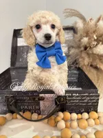 Teddy - Blue Collar , a male Poodle - Miniature  for sale in Colbert, WA – 5 of 10