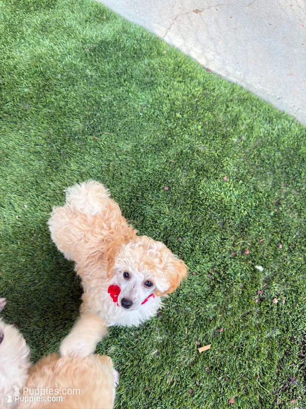  Henry- Red Collar  – Poodle - Miniature  puppy for sale in Colbert, WA
