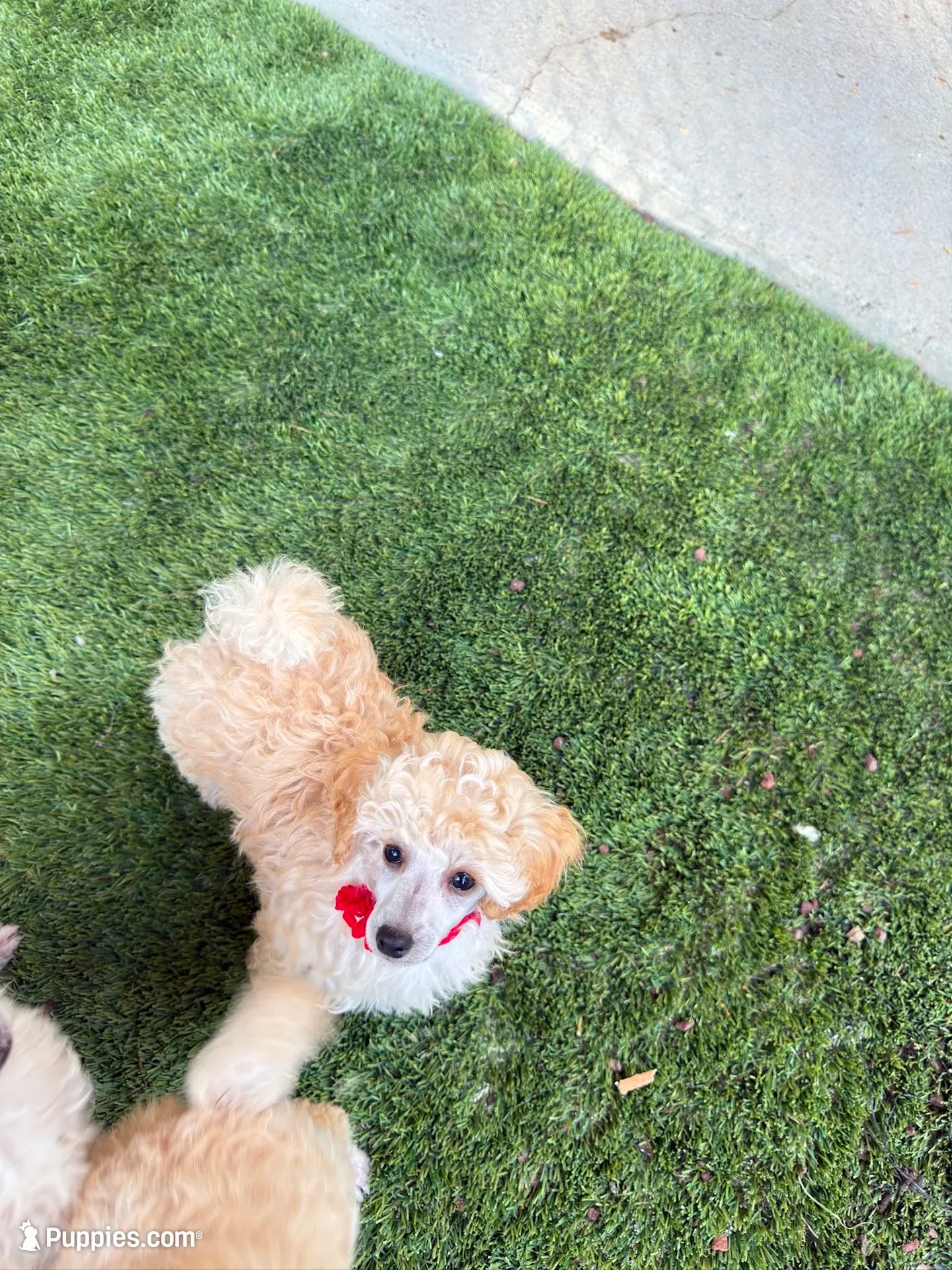  Henry- Red Collar , a male Poodle - Miniature  for sale in Colbert, WA – 1 of 6