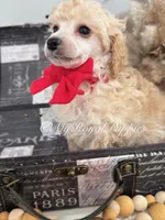  Henry- Red Collar , a male Poodle - Miniature  for sale in Colbert, WA – 3 of 9
