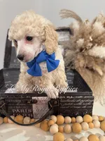 Teddy - Blue Collar , a male Poodle - Miniature  for sale in Colbert, WA – 4 of 10