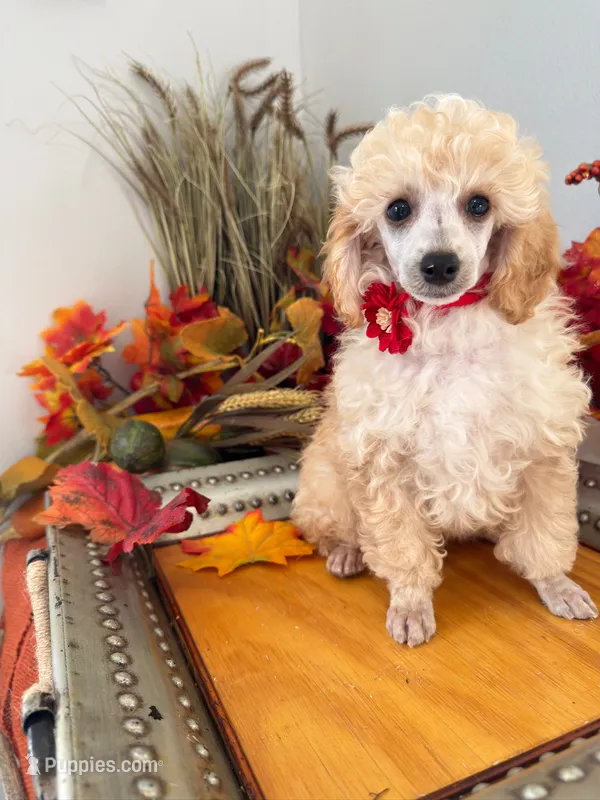  Henry- Red Collar  – Poodle - Miniature  puppy for sale in Colbert, WA