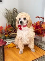 Henry- Red Collar , a male Poodle - Miniature  for sale in Colbert, WA – 4 of 6