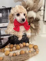  Henry- Red Collar , a male Poodle - Miniature  for sale in Colbert, WA – 2 of 9