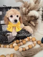 Remi - Yellow Collar , a male Poodle - Miniature  for sale in Colbert, WA – 1 of 10
