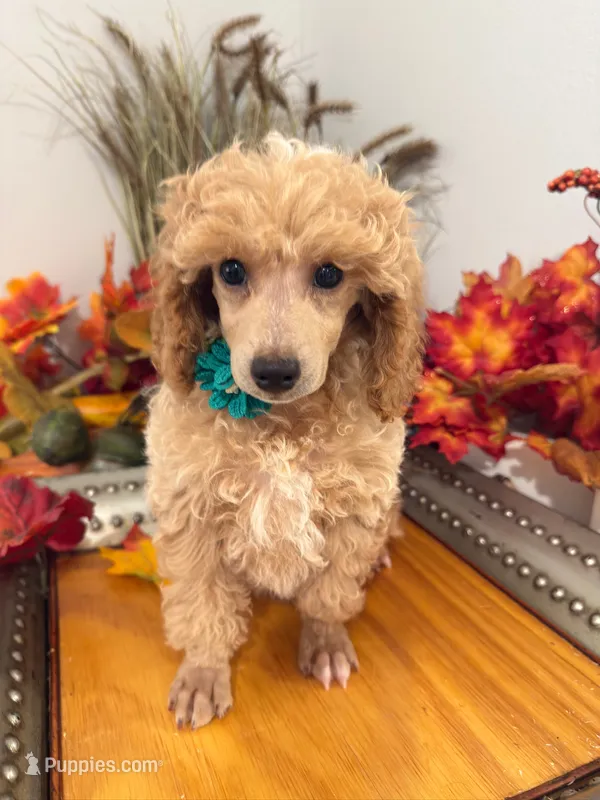 Milo - Green Collar – Poodle - Miniature  puppy for sale in Colbert, WA