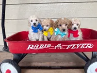 Green Collar, a male Poodle - Miniature  for sale in Colbert, WA – 5 of 5