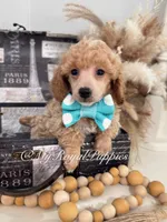 Milo - Green Collar, a male Poodle - Miniature  for sale in Colbert, WA – 3 of 10