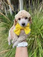 Yellow Collar , a male Poodle - Miniature  for sale in Colbert, WA – 3 of 5