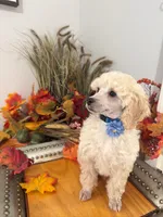 Teddy - Blue Collar , a male Poodle - Miniature  for sale in Colbert, WA – 3 of 7
