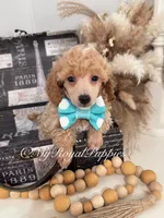 Milo - Green Collar, a male Poodle - Miniature  for sale in Colbert, WA – 4 of 10