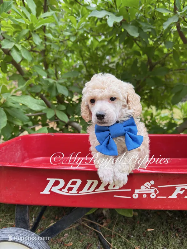 Blue Collar  – Poodle - Miniature  puppy for sale in Colbert, WA