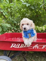 Blue Collar , a male Poodle - Miniature  for sale in Colbert, WA – 1 of 5