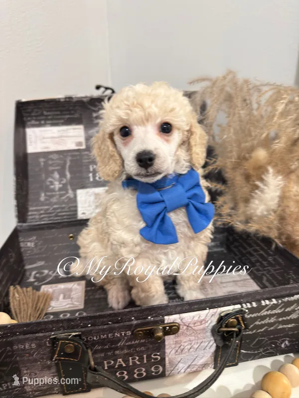 Teddy - Blue Collar  – Poodle - Miniature  puppy for sale in Colbert, WA