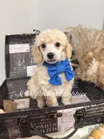 Teddy - Blue Collar , a male Poodle - Miniature  for sale in Colbert, WA – 1 of 10