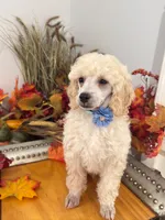 Teddy - Blue Collar , a male Poodle - Miniature  for sale in Colbert, WA – 4 of 7